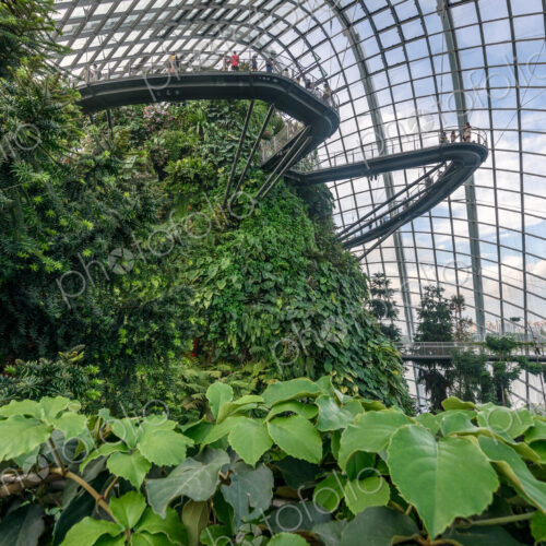 Gardens by the Bay, Singapore, glass roof and walls, elevated walkways and tropical…