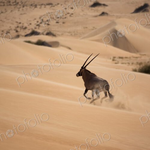 Gemsbok, Namib Desert, Namibia