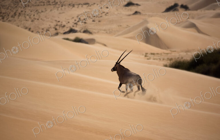 Gemsbok, Namib Desert, Namibia