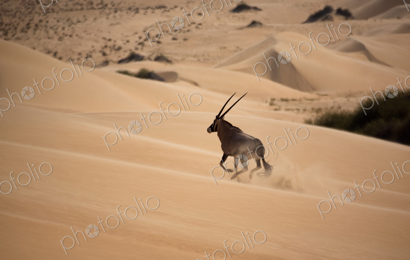 Gemsbok, Namib Desert, Namibia