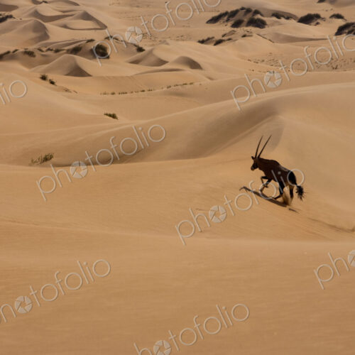 Gemsbok, Namib Desert, Namibia