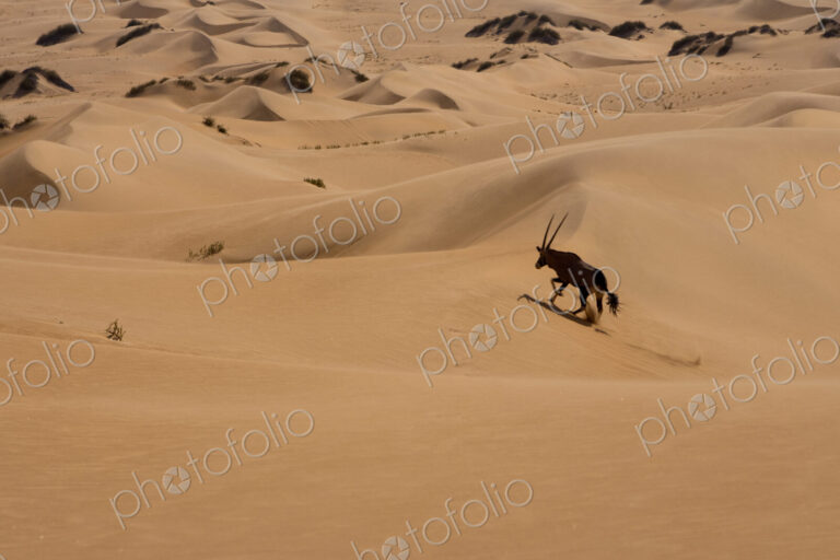 Gemsbok, Namib Desert, Namibia