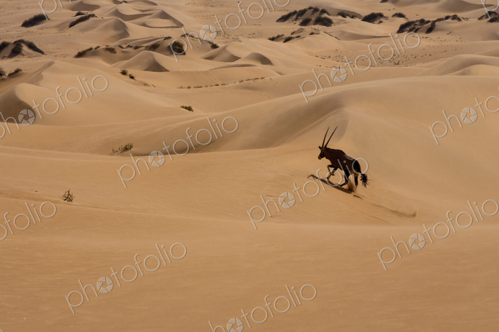 Gemsbok, Namib Desert, Namibia