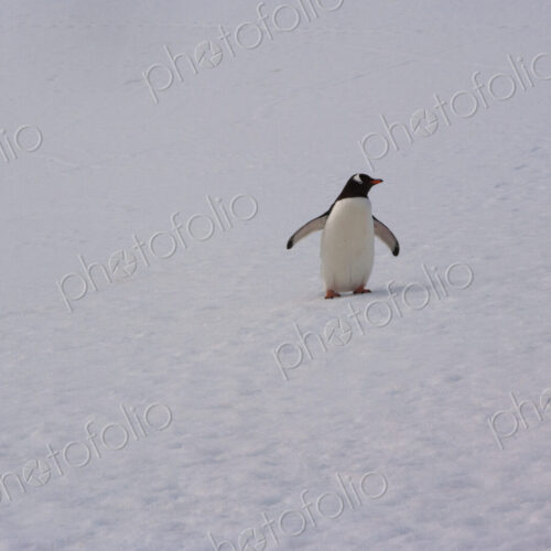 Gentoo penguin, Antarctica Gentoo penguin, Antarctica