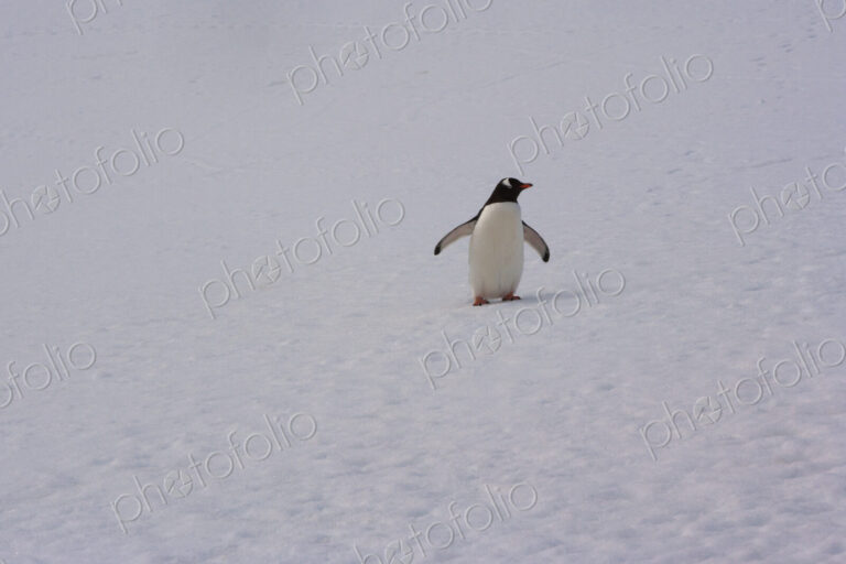Gentoo penguin, Antarctica