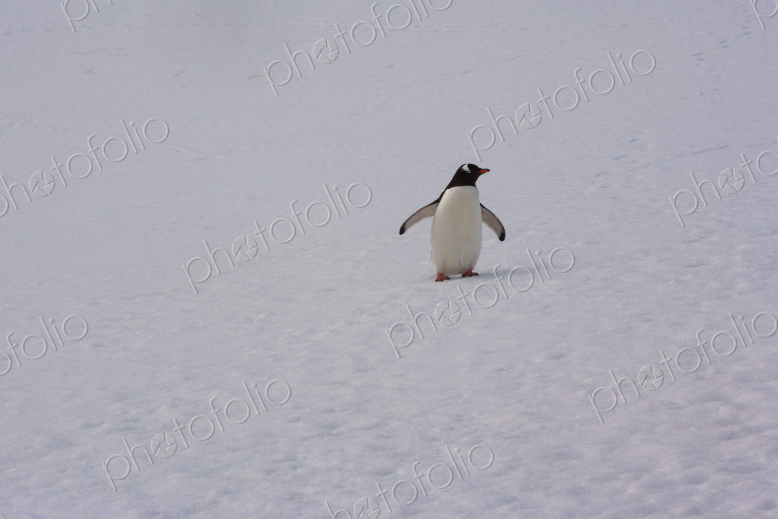 Gentoo penguin, Antarctica