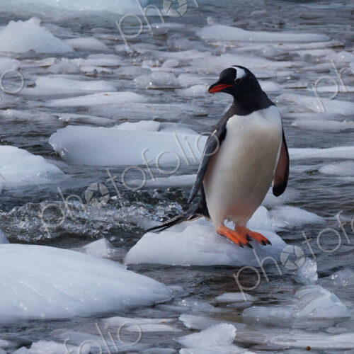 Gentoo penguin, Antarctica Gentoo penguin, Antarctica