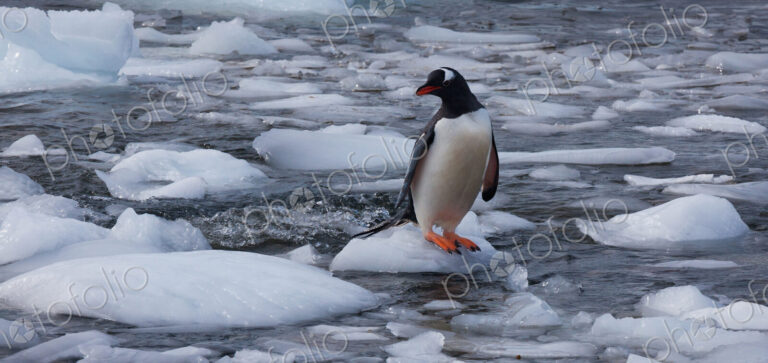 Gentoo penguin, Antarctica