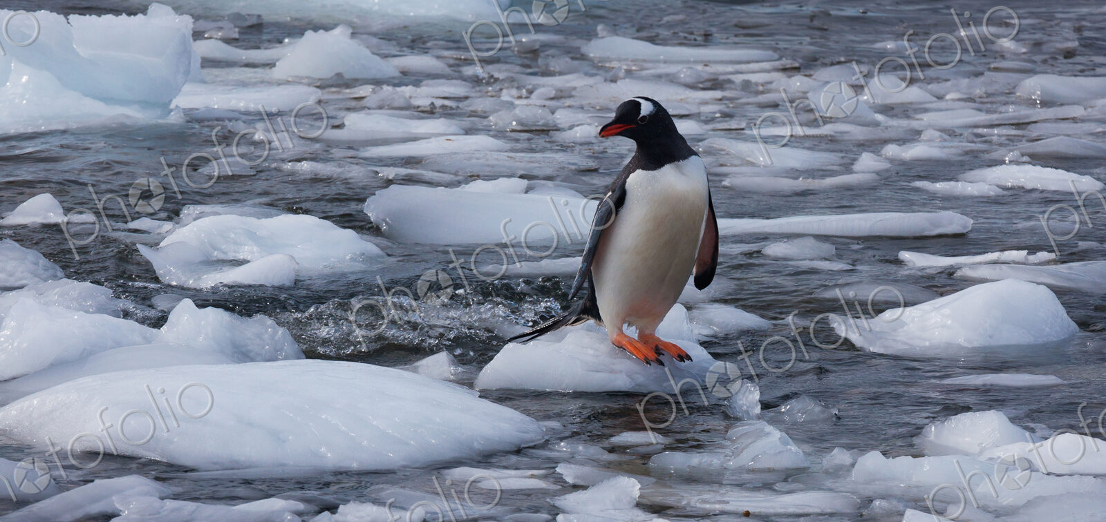 Gentoo penguin, Antarctica