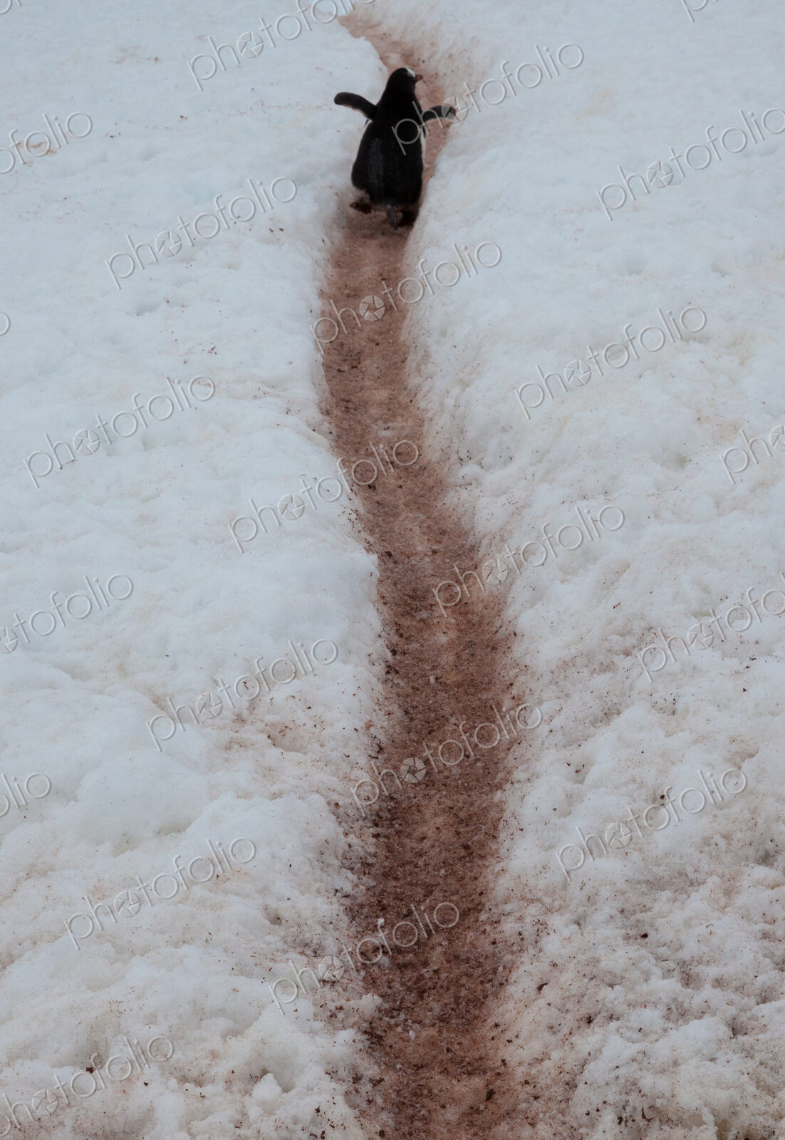 Gentoo penguin, Antarctica