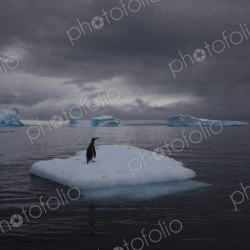 Gentoo penguin on an iceberg, Antarctica Gentoo penguin on an iceberg, Antarctica