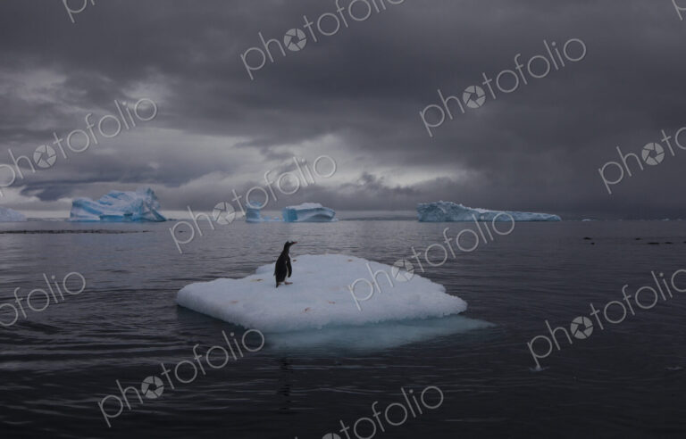 Gentoo penguin on an iceberg, Antarctica