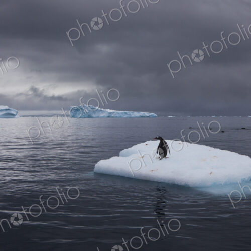 Gentoo penguin on an iceberg, Antarctica Gentoo penguin on an iceberg, Antarctica