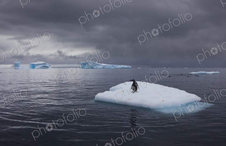Gentoo penguin on an iceberg, Antarctica