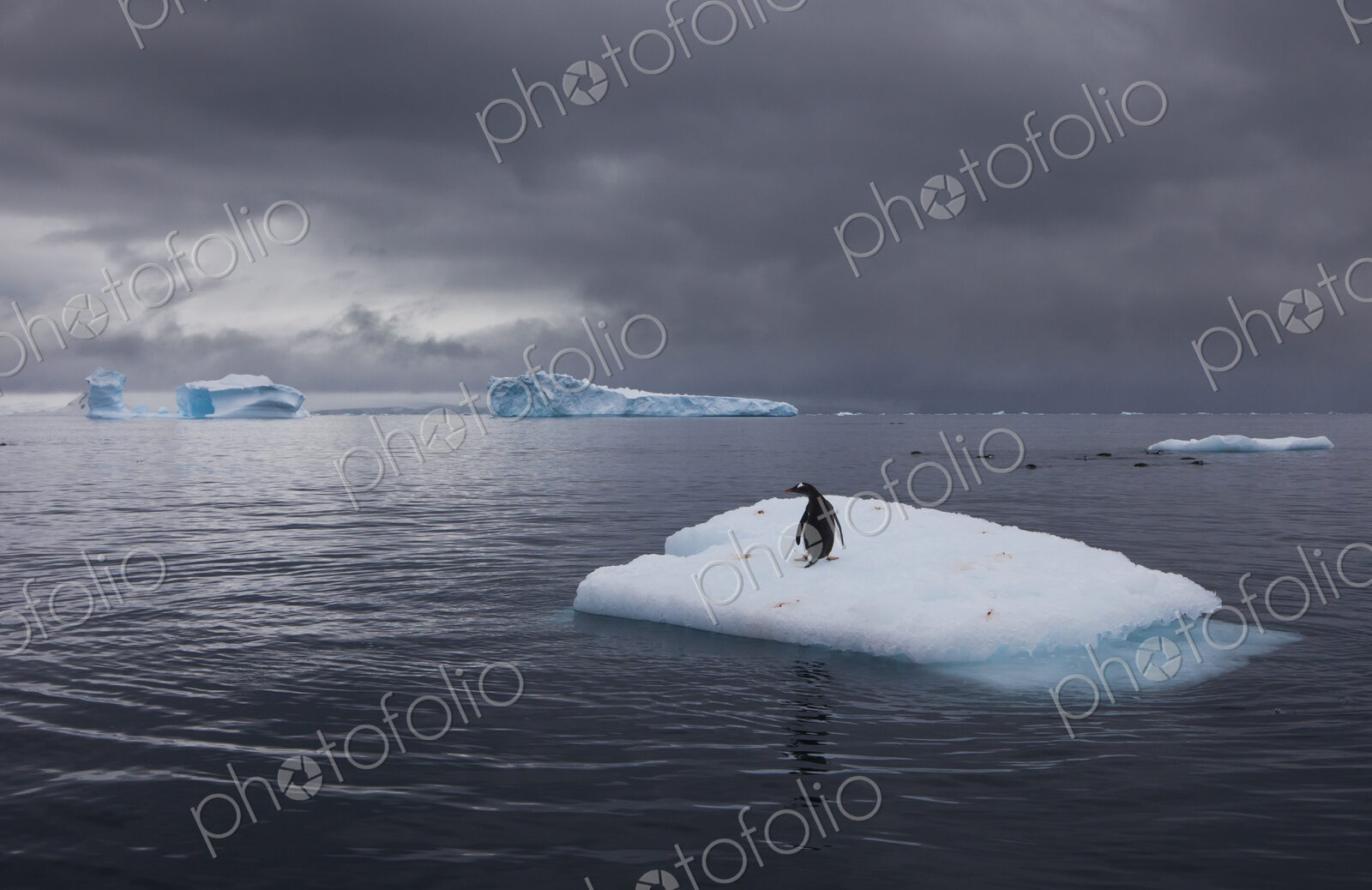 Gentoo penguin on an iceberg, Antarctica
