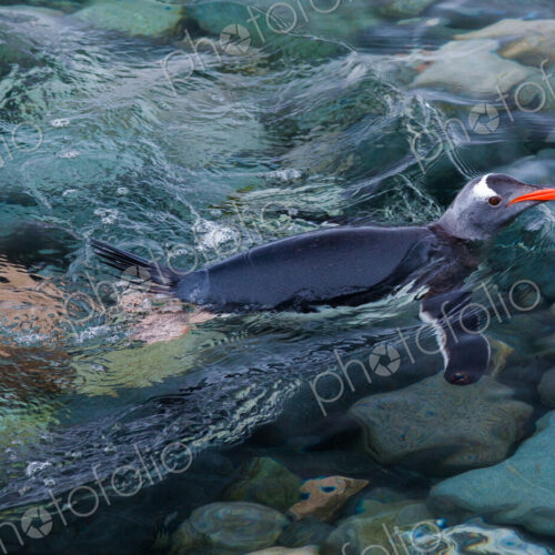 Gentoo penguin swimming in the sea, Antarctica