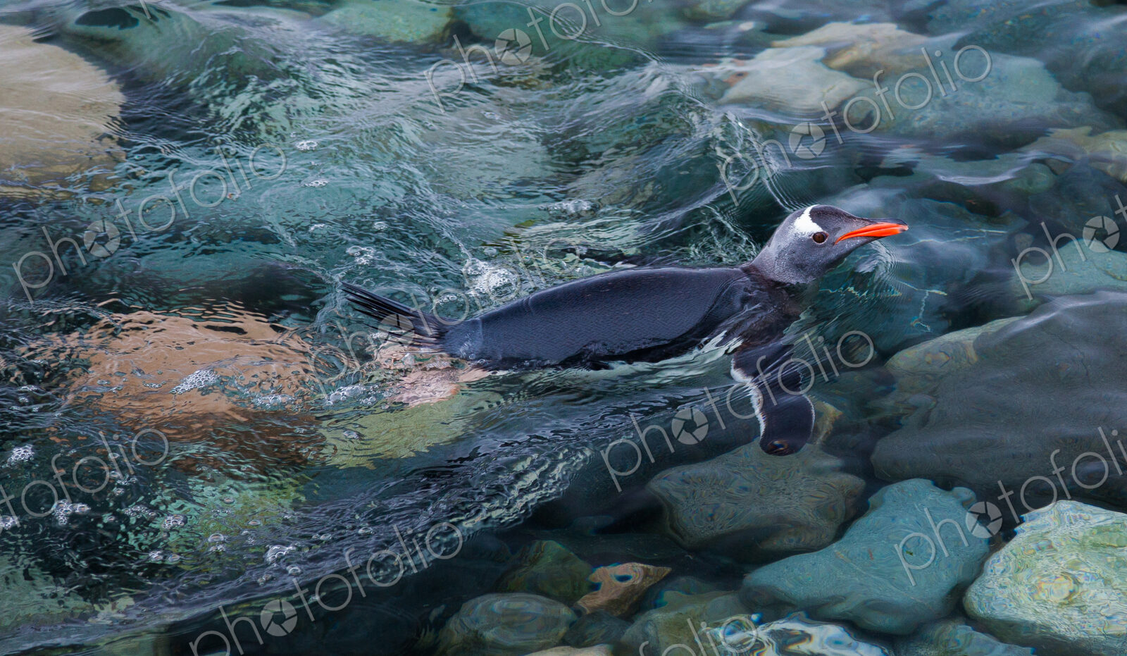 Gentoo penguin swimming in the sea, Antarctica