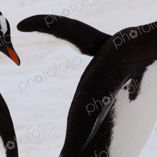 Gentoo penguins, Antarctica Gentoo penguins, Antarctica