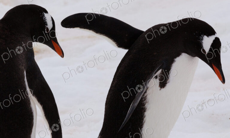 Gentoo penguins, Antarctica