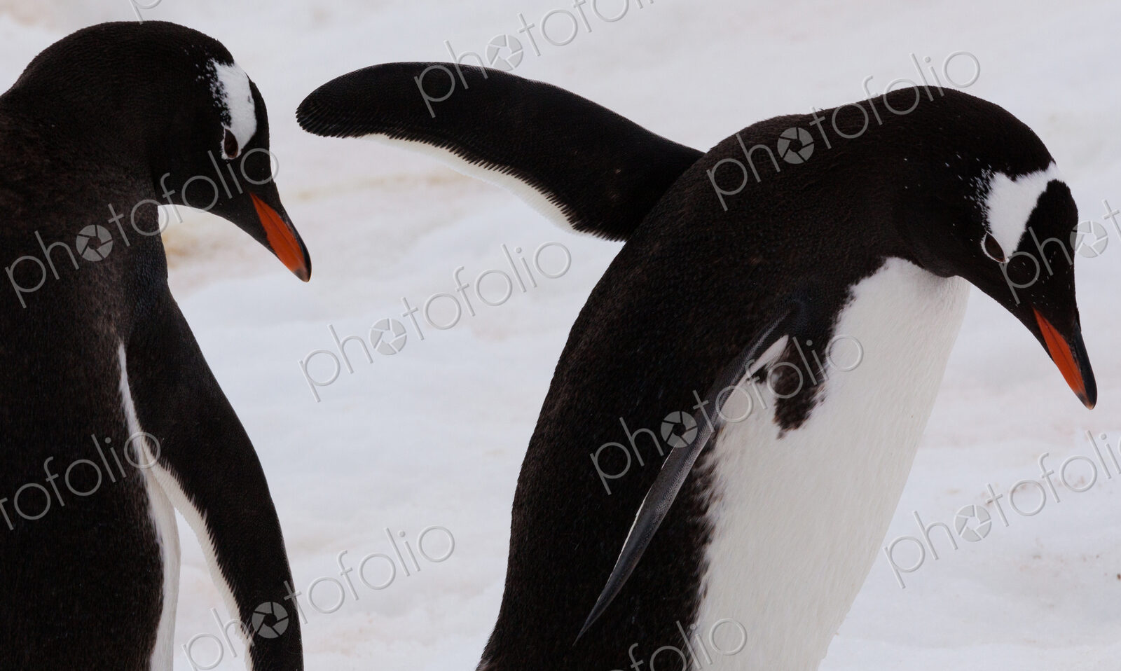 Gentoo penguins, Antarctica