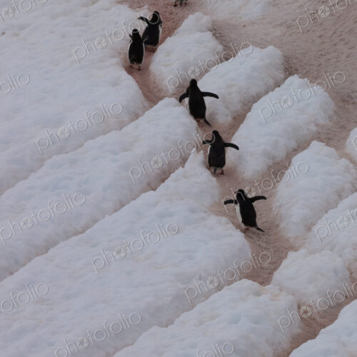Gentoo penguins, Antarctica Gentoo penguins, Antarctica