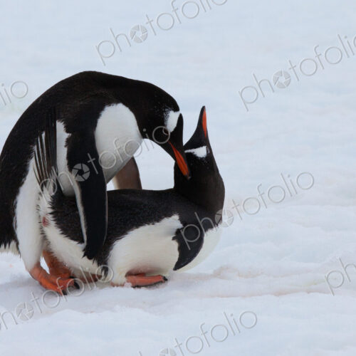 Gentoo penguins, Antarctica