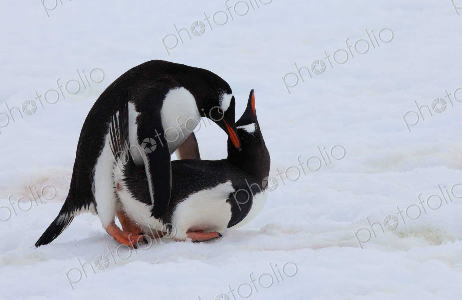 Gentoo penguins, Antarctica