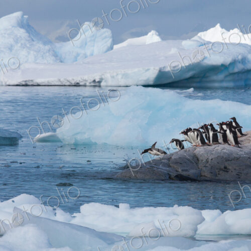 Gentoo penguins, Antarctica Gentoo penguins, Antarctica