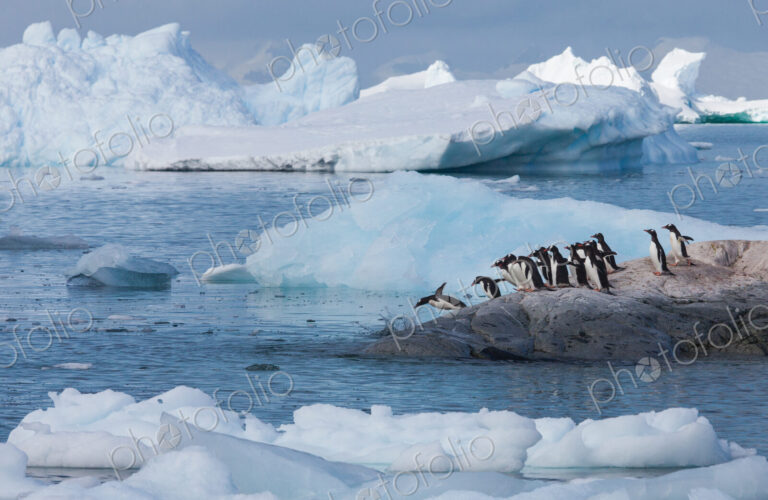 Gentoo penguins, Antarctica
