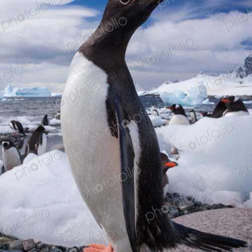 Gentoo penguins, Antarctica Gentoo penguins, Antarctica
