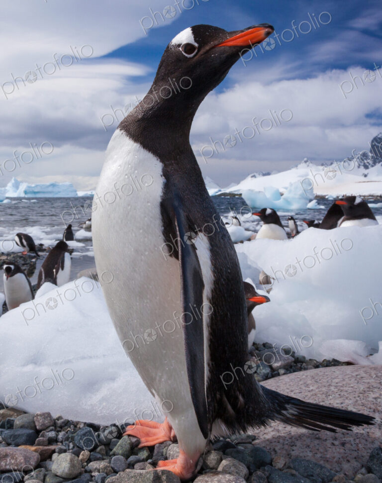 Gentoo penguins, Antarctica