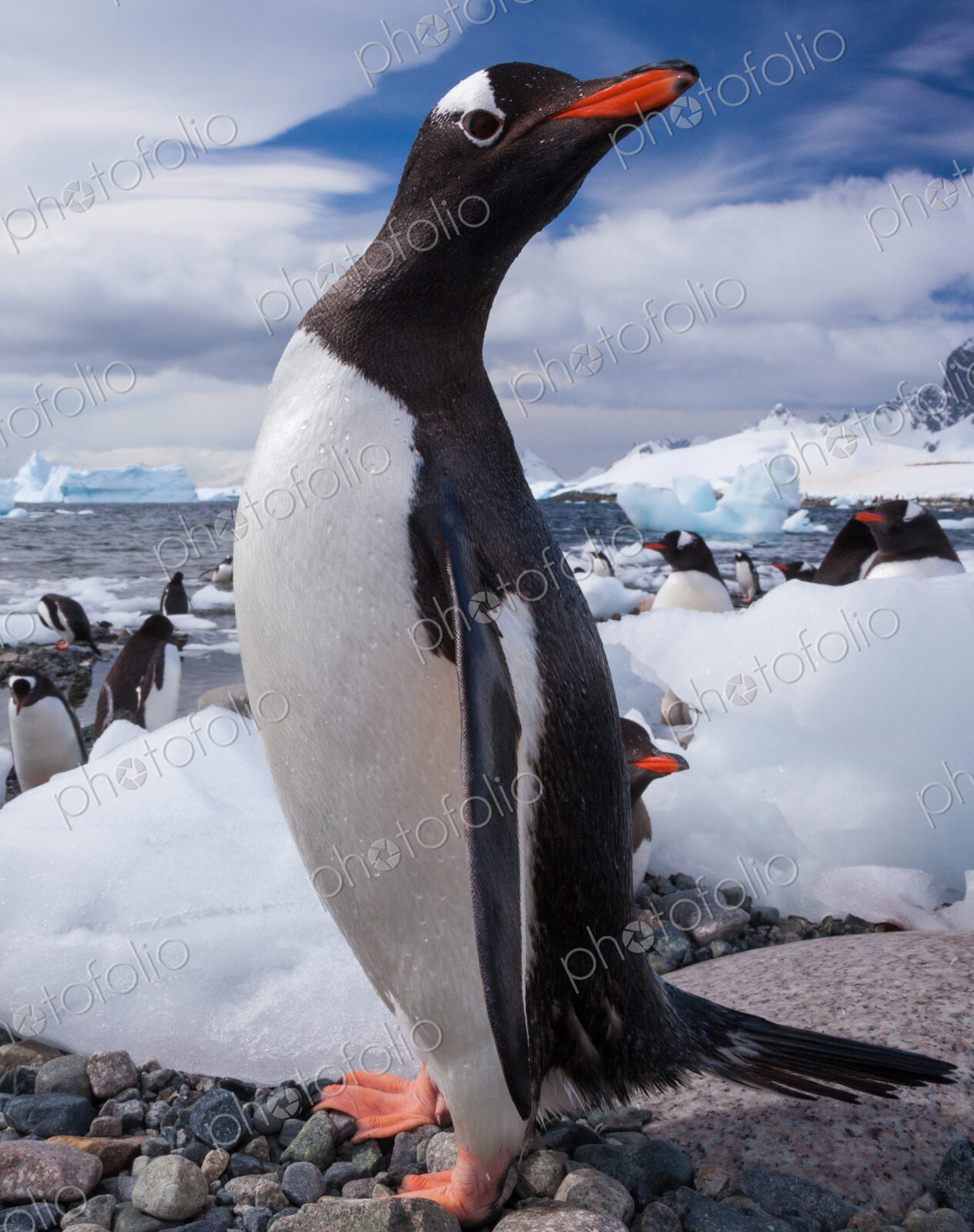 Gentoo penguins, Antarctica