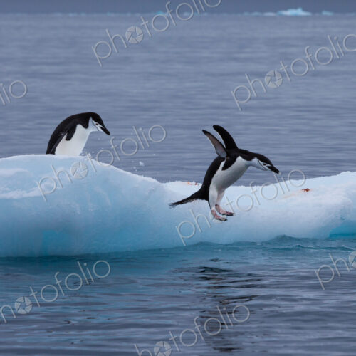 Gentoo penguins on an iceberg, Antarctica