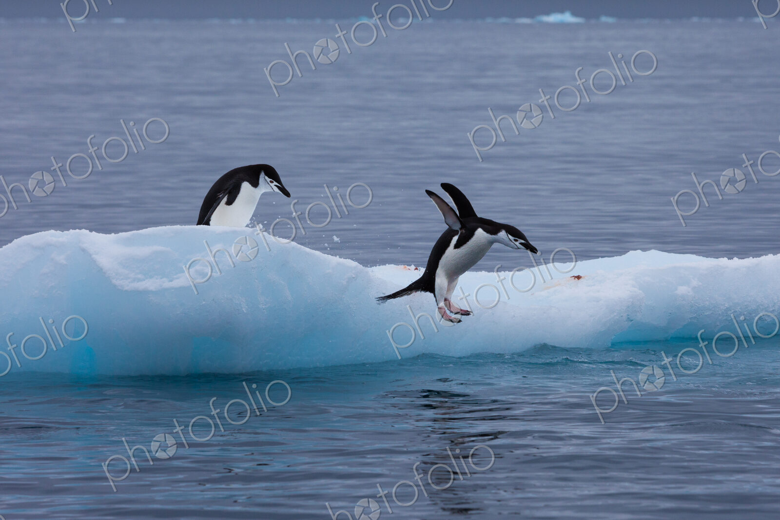 Gentoo penguins on an iceberg, Antarctica