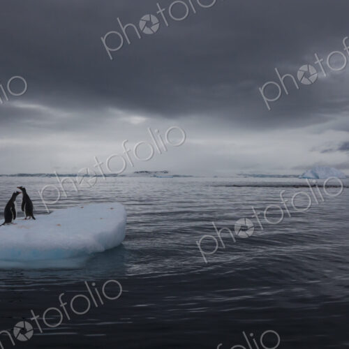 Gentoo penguins on an iceberg, Antarctica