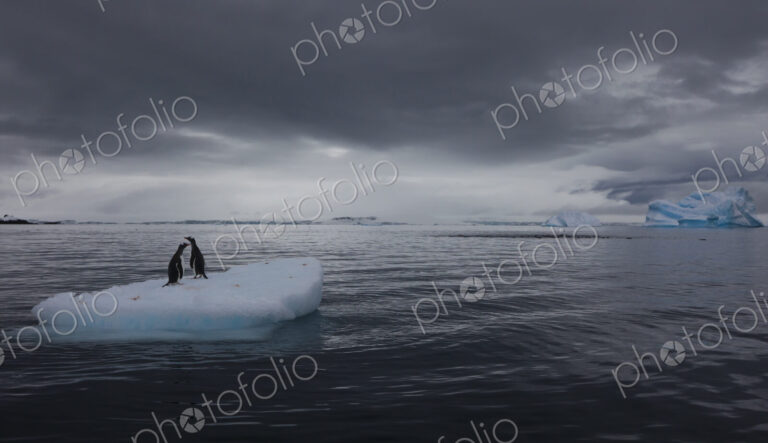 Gentoo penguins on an iceberg, Antarctica