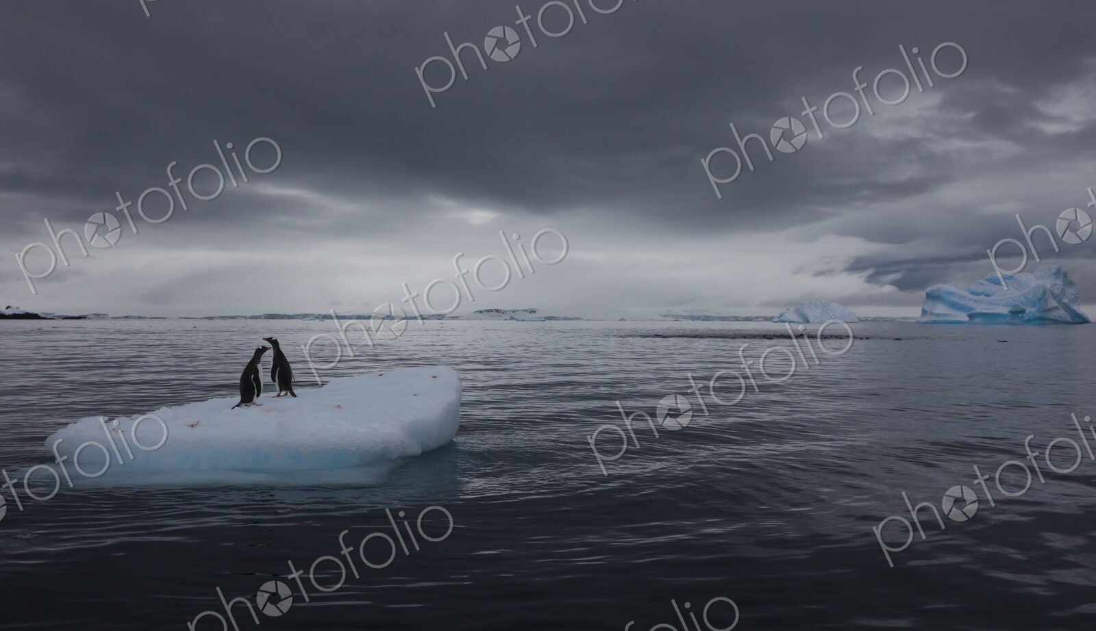 Gentoo penguins on an iceberg, Antarctica