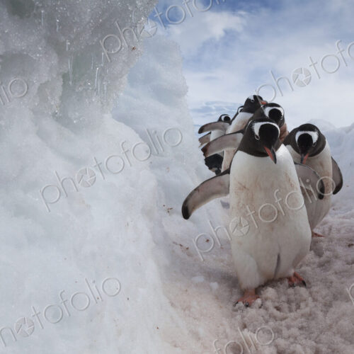Gentoo penguins using a well worn pathway through the snow, to reach the sea. Antarctica