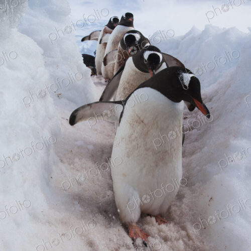 Gentoo penguins using a well worn pathway through the snow, to reach the sea. Antarctica
