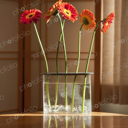 Gerbera Daisies on a Kitchen Table Gerbera Daisies on a Kitchen Table