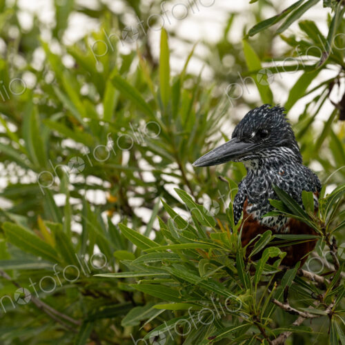 Giant Kingfisher, Megaceryle maxima, perched on a branch overlooking the water. Giant Kingfisher, Megaceryle maxima, perched on a branch overlooking the water.