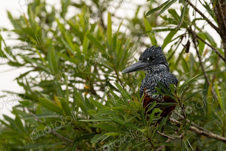 Giant Kingfisher, Megaceryle maxima, perched on a branch overlooking the water.