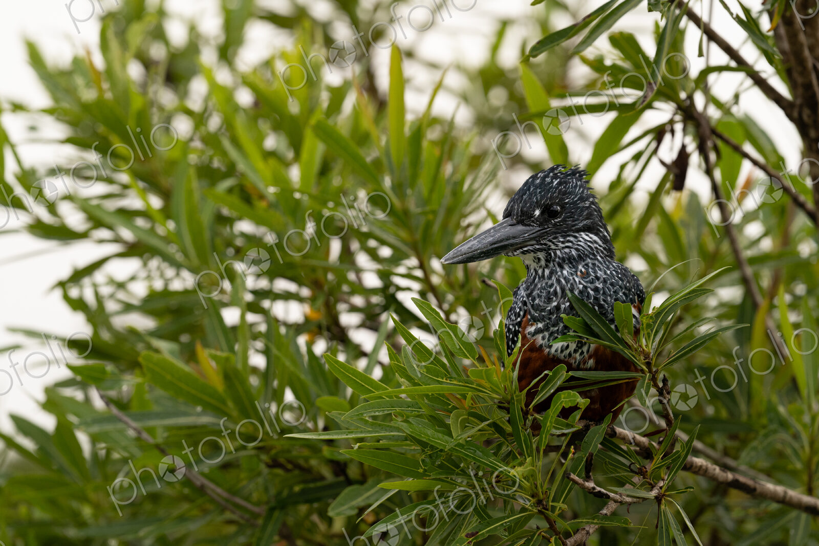Giant Kingfisher, Megaceryle maxima, perched on a branch overlooking the water.