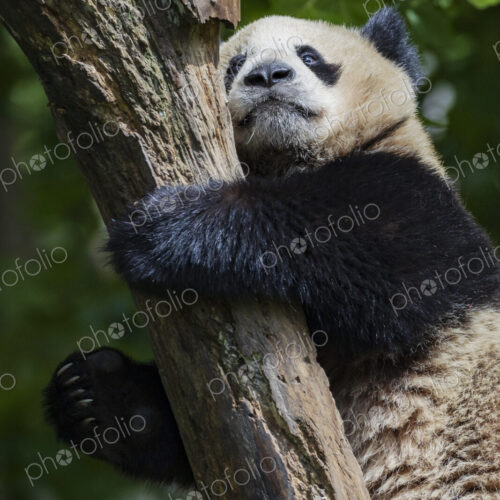 Giant Panda, Ailuropoda Melanoleuca, climbing a tree. New Wolong, Gengda, Sichuan,… Giant Panda, Ailuropoda Melanoleuca, climbing a tree. New Wolong, Gengda, Sichuan,…