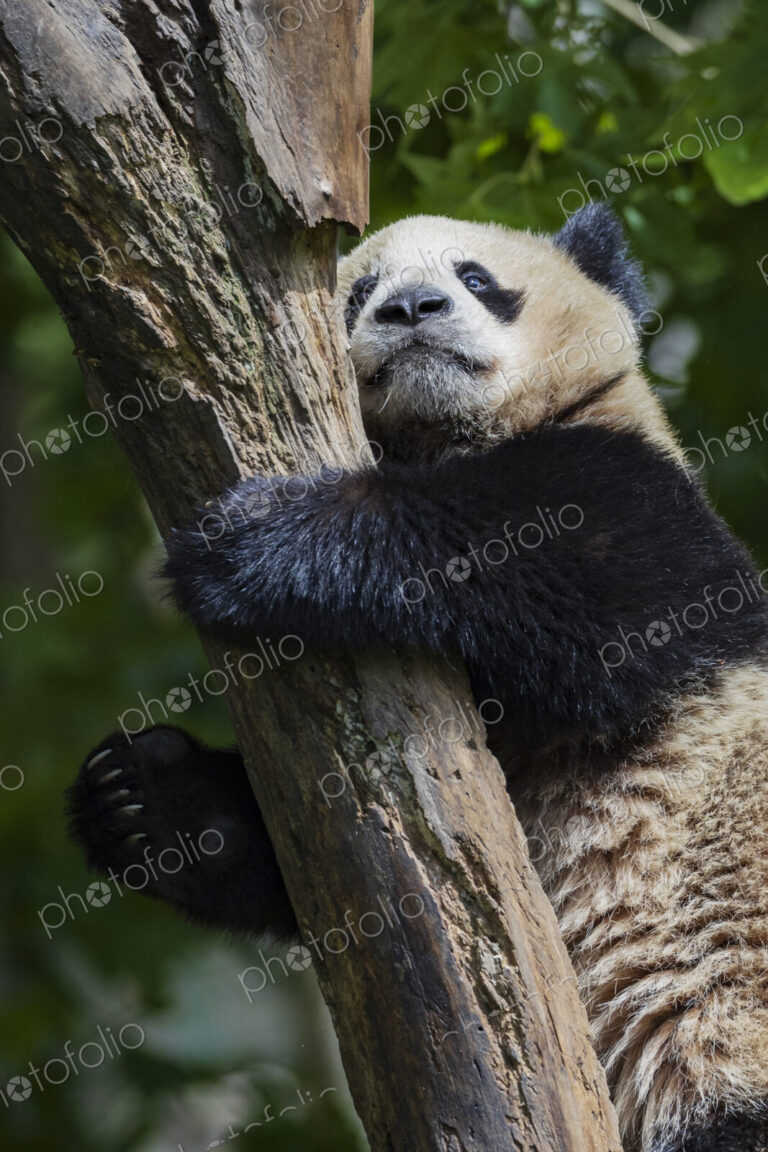 Giant Panda, Ailuropoda Melanoleuca, climbing a tree. New Wolong, Gengda, Sichuan,…