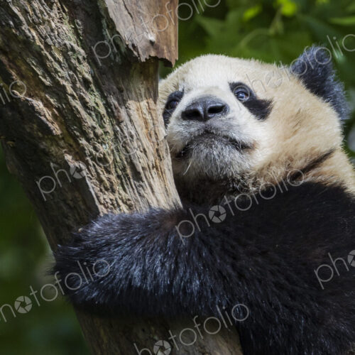 Giant Panda New Wolong, Gengda, Sichuan, Kham Tibet Giant Panda New Wolong, Gengda, Sichuan, Kham Tibet