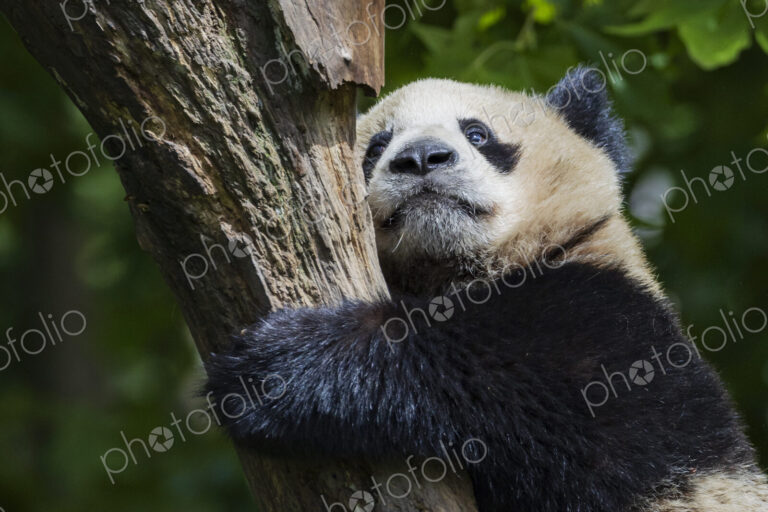 Giant Panda New Wolong, Gengda, Sichuan, Kham Tibet