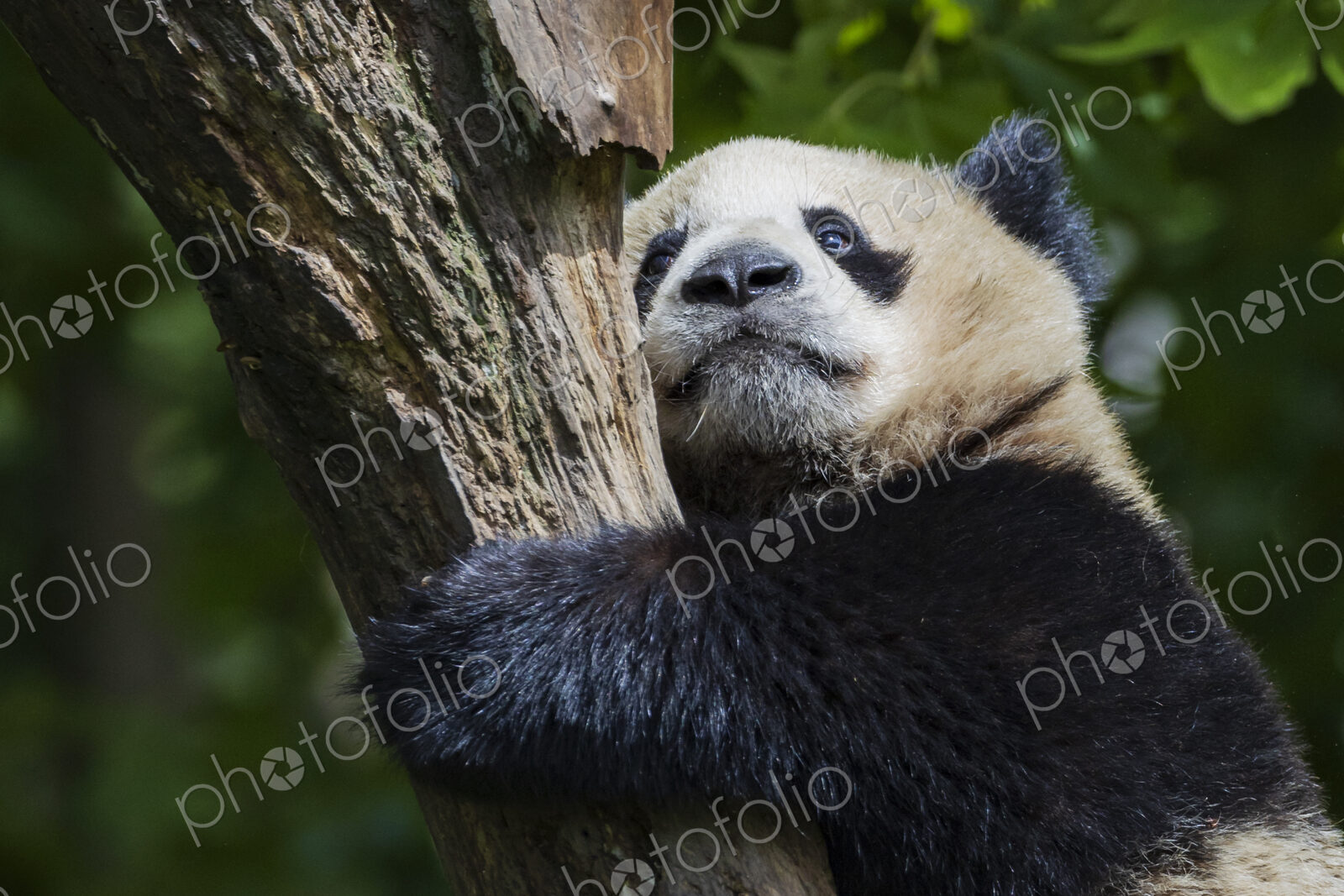 Giant Panda New Wolong, Gengda, Sichuan, Kham Tibet
