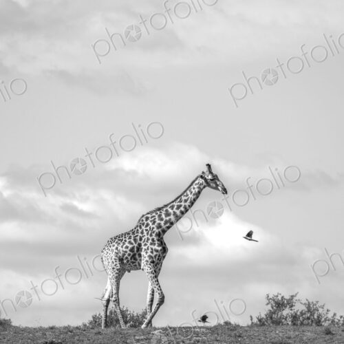 Giraffe, Giraffa camelopardalis, Black and white view of a Giraffe walking across a… Giraffe, Giraffa camelopardalis, Black and white view of a Giraffe walking across a…
