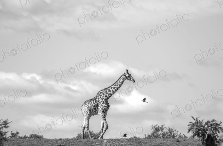 Giraffe, Giraffa camelopardalis, Black and white view of a Giraffe walking across a…